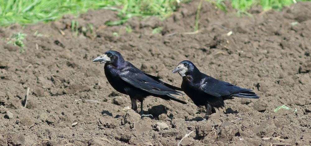 Вороны в поле