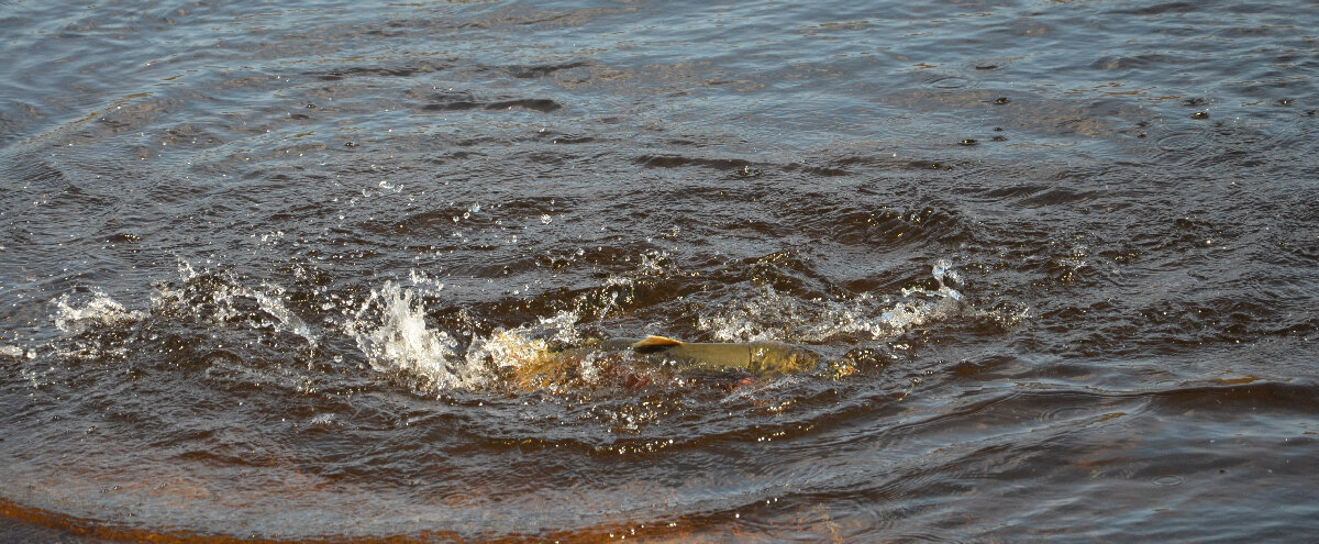 Рыба в воде